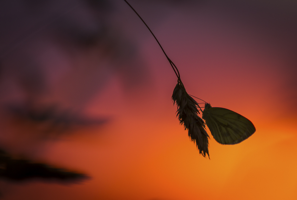 Platz 10 Sieglinde Senser